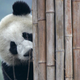 Illustration for article titled Counting Pandas Is Really Hard